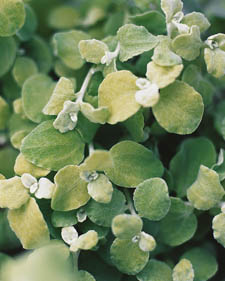 Licorice plant: Helichrysum petiolare