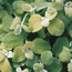 Licorice plant: Helichrysum petiolare