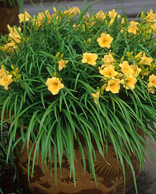 Daylily: Hemerocallis Happy Returns