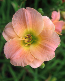 Daylily: Hemerocallis Pink Puff