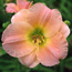 Daylily: Hemerocallis Pink Puff