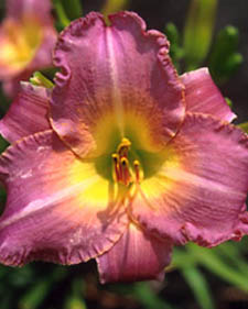 Daylily: Hemerocallis Royal Palace Prince