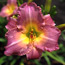 Daylily: Hemerocallis Royal Palace Prince
