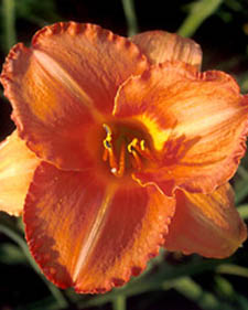Daylily: Hemerocallis Staghorn Sumac