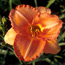Daylily: Hemerocallis Staghorn Sumac