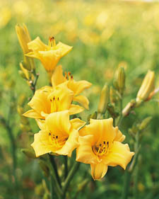 Daylily: Hemerocallis Tommy