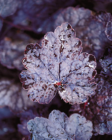 Coral bells: Heuchera americana Chocolate Veil