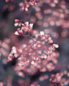 Coral bells: Heuchera Fireworks