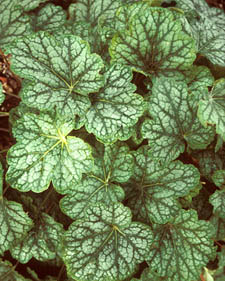 Coral bells: Heuchera Green Spice