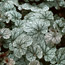 Coral bells: Heuchera Silver Scrolls