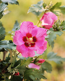 Rose of Sharon: Hibiscus syriacus Aphrodite
