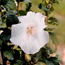 Rose of Sharon: Hibiscus syriacus Diana