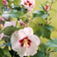 Rose of Sharon: Hibiscus syriacus Helene