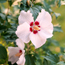 Rose of Sharon: Hibiscus syriacus Red Heart