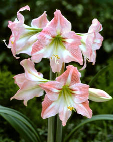 Amaryllis: Hippeastrum Amoretta