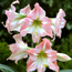 Amaryllis: Hippeastrum Amoretta