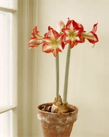 Amaryllis: Hippeastrum Baby Star