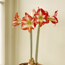Amaryllis: Hippeastrum Baby Star