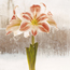 Hippeastrum Carnival
