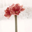 Amaryllis: Hippeastrum Desert Dawn