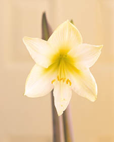 Amaryllis: Hippeastrum Green Goddess