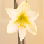 Amaryllis: Hippeastrum Green Goddess