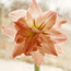 Amaryllis: Hippeastrum Lady Jane