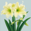 Hippeastrum Lemon a...