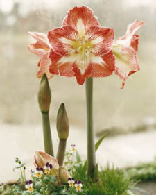 Amaryllis: Hippeastrum Minerva