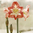 Hippeastrum Minerva