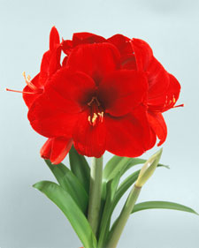 Amaryllis: Hippeastrum Miracle
