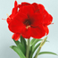 Amaryllis: Hippeastrum Miracle