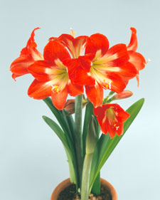 Amaryllis: Hippeastrum Naughty Lady