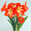 Amaryllis: Hippeastrum Naughty Lady