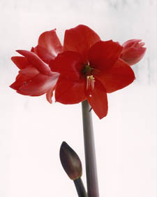 Amaryllis: Hippeastrum Pamela