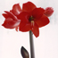 Amaryllis: Hippeastrum Pamela