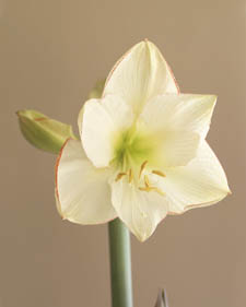 Amaryllis: Hippeastrum Picotee