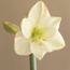 Amaryllis: Hippeastrum Picotee