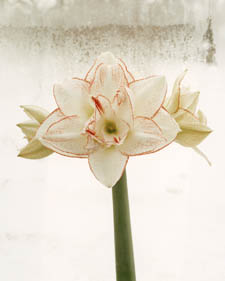 Amaryllis: Hippeastrum Rainbow
