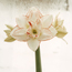 Amaryllis: Hippeastrum Rainbow