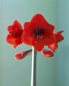 Amaryllis: Hippeastrum Red Lion