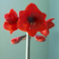 Amaryllis: Hippeastrum Red Lion