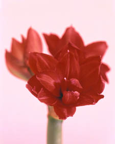 Amaryllis: Hippeastrum Red Peacock