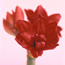 Amaryllis: Hippeastrum Red Peacock