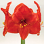 Amaryllis: Hippeastrum Red Sensation
