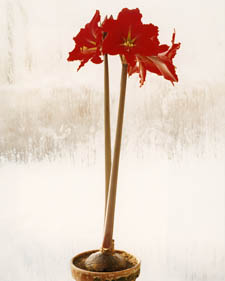Amaryllis: Hippeastrum Scarlet Baby