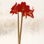 Amaryllis: Hippeastrum Scarlet Baby