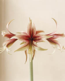 Amaryllis: Hippeastrum Spotty