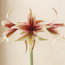 Amaryllis: Hippeastrum Spotty