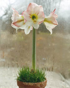 Amaryllis: Hippeastrum Springtime